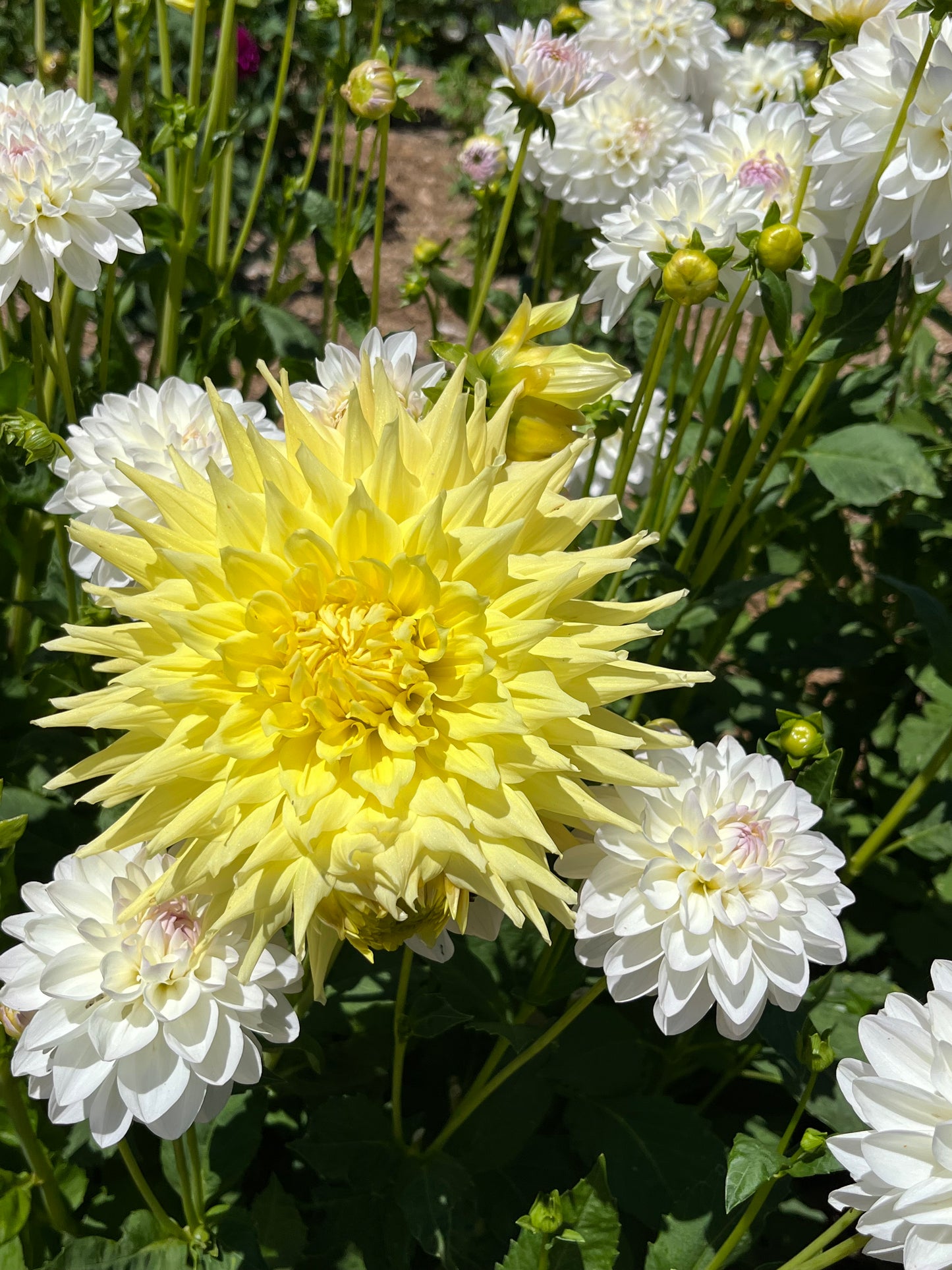 CSA Summer Share Late Sign Up